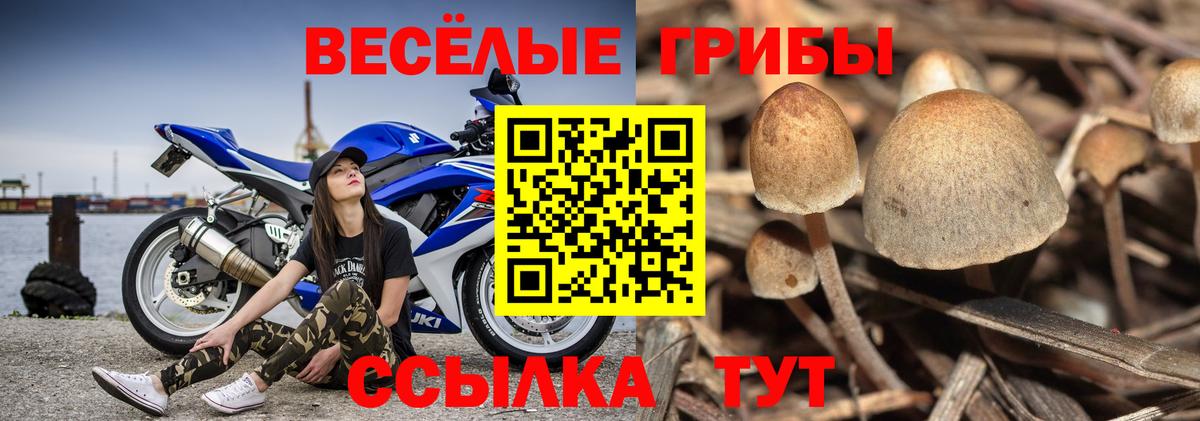 Галлюциногенные грибы Psilocybe Похвистнево
